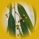 aceite esencial de eucaliptus